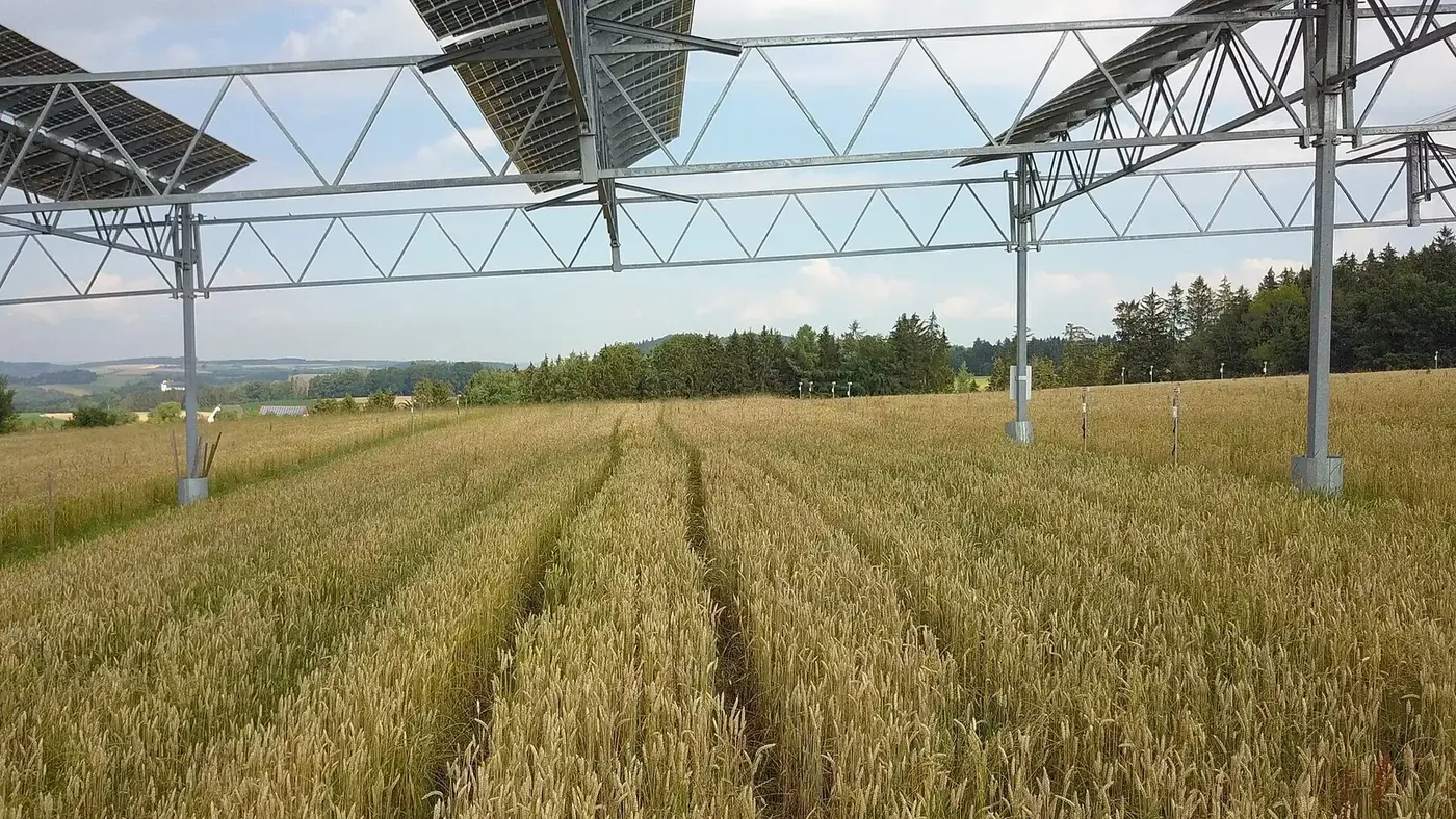 Solar panels mounted above a ripening cereal field in an agrivoltaics pilot