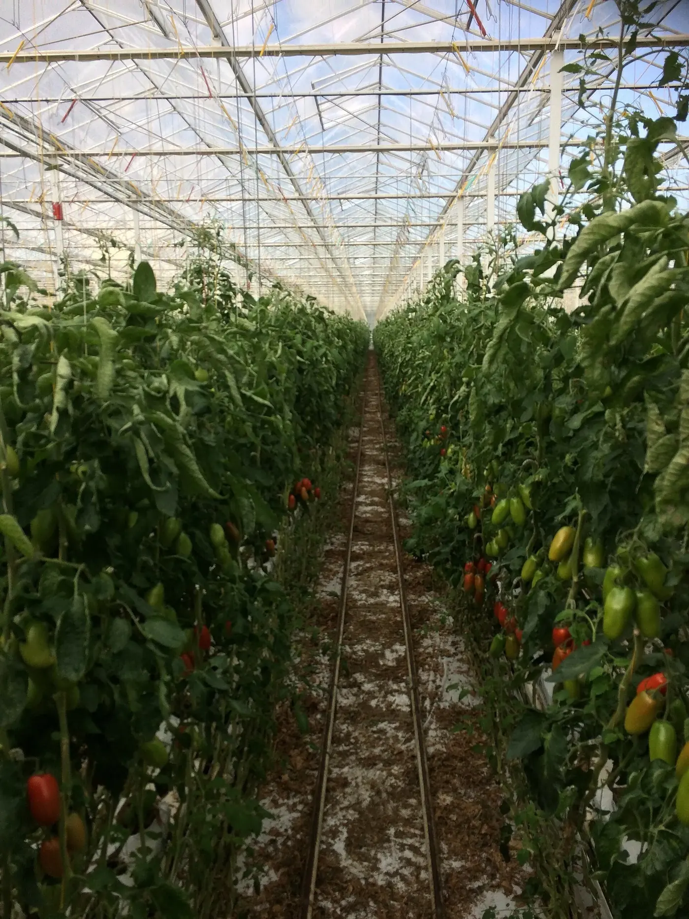 Rows of tomato plants growing under a high-tech greenhouse structure