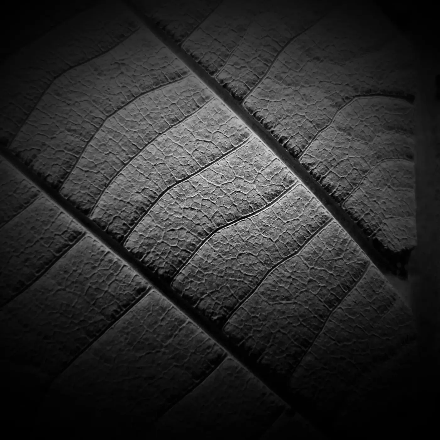 Macro photograph of leaf venation showing the transport network inside a blade